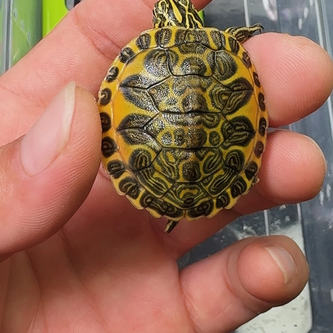 咸***周母绿毛龟金边火焰龟