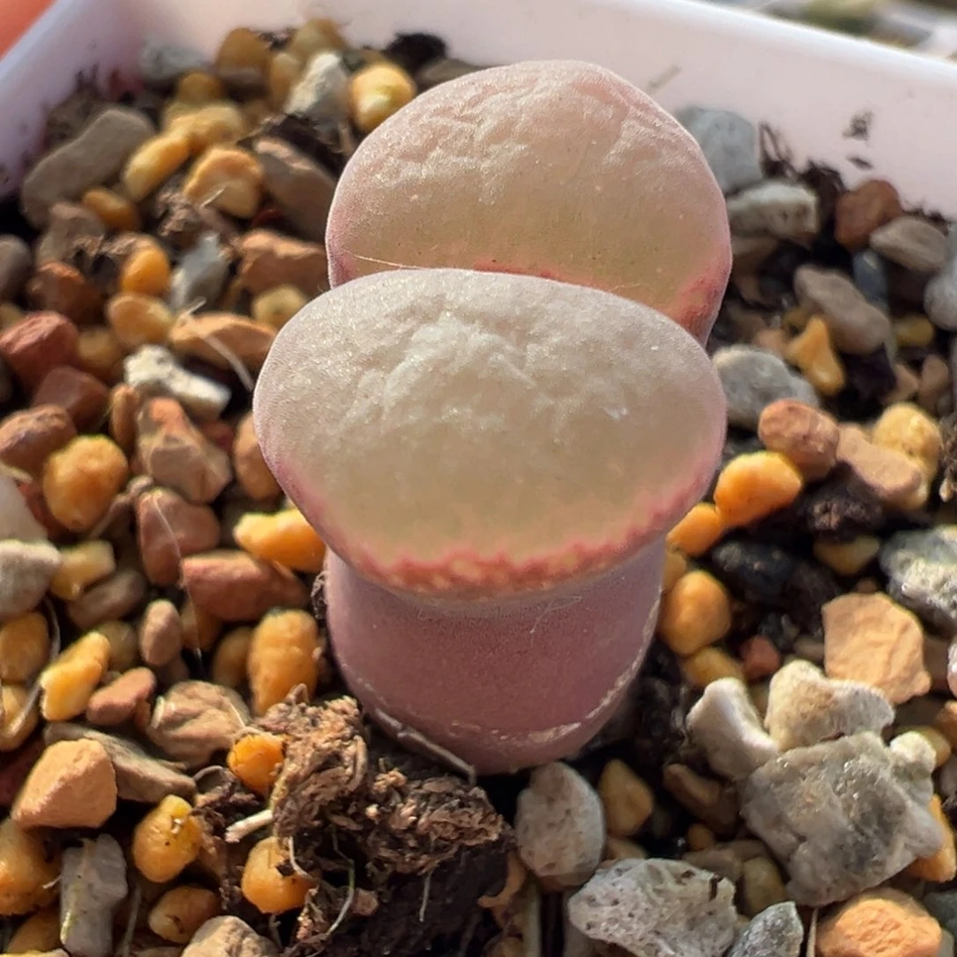 翻窗 优选 粉窗 超好看02