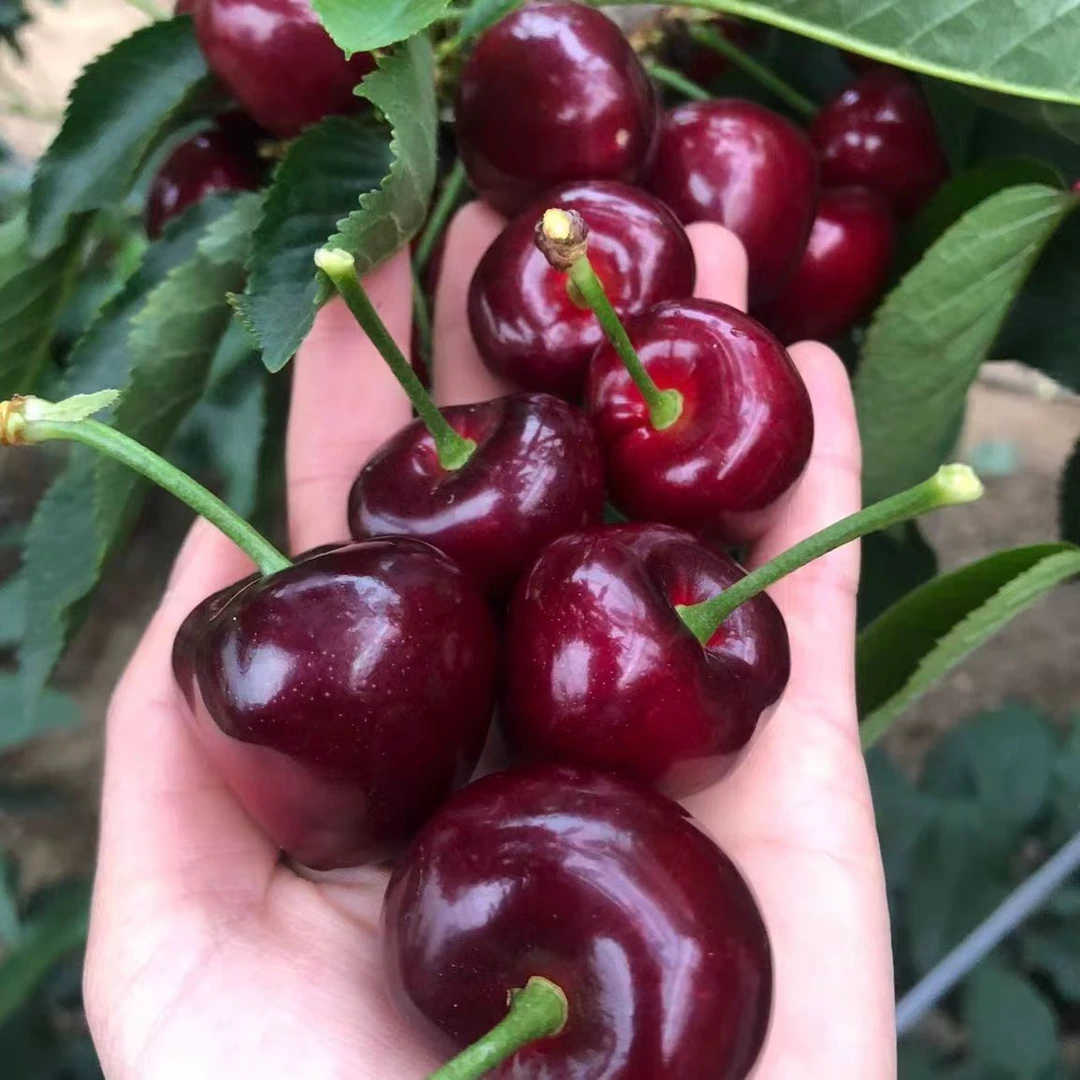 Y【顺丰次日达】大连头茬陆地美早大樱桃J大果 果王 现摘3斤装箱珍珠棉纸箱包装净重2.5斤（坏果包赔）美早樱桃