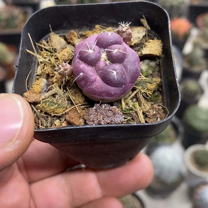 紫皮无刺象牙特价