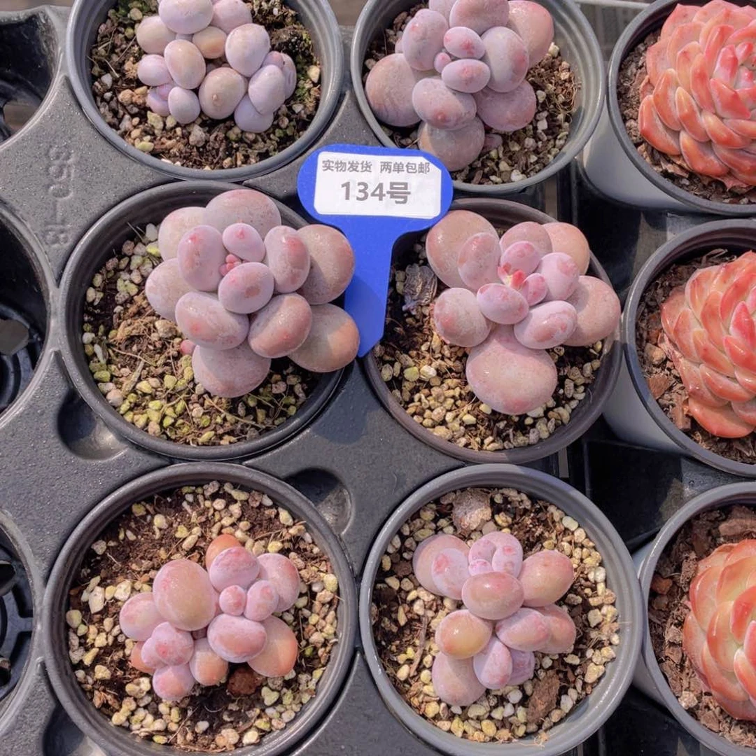 134号水光针原始奶两个