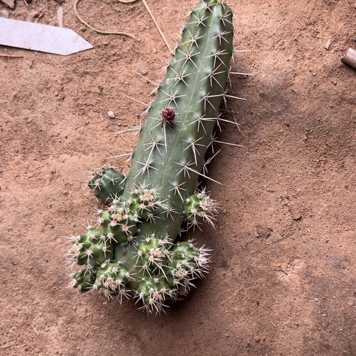 彼**丶美花角侧芽仙人球237