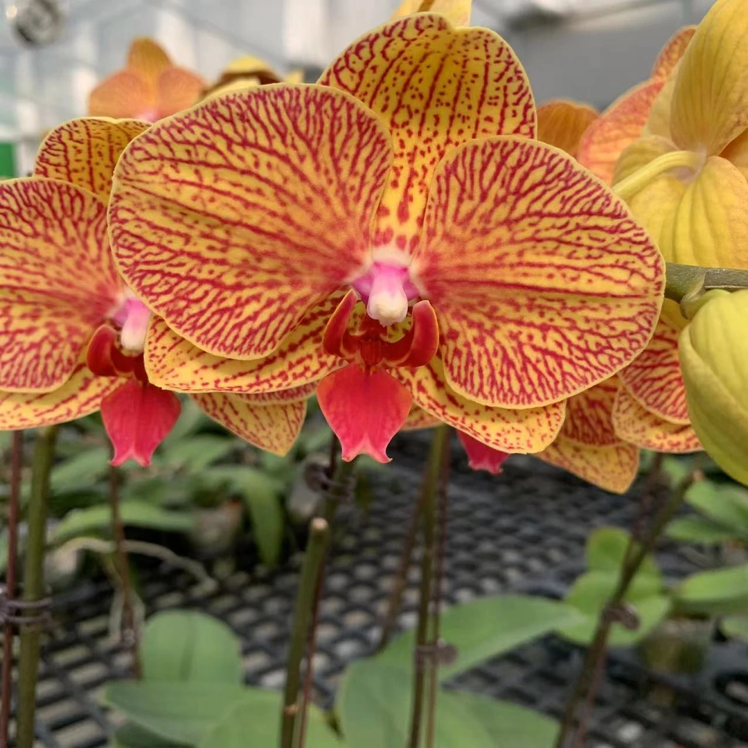 【黄金甲】3.5杯 蝴蝶兰  叶大易开裂 花卉绿植