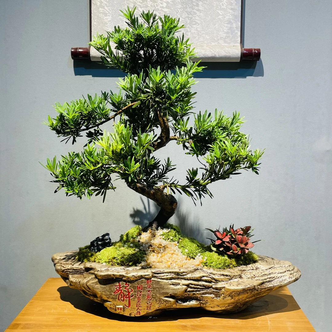ZF静盆老桩造型罗汉松