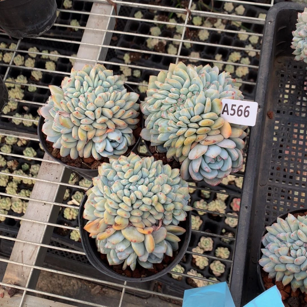 妮*吖566三个一起嗯嗯嗯嗯嘿你