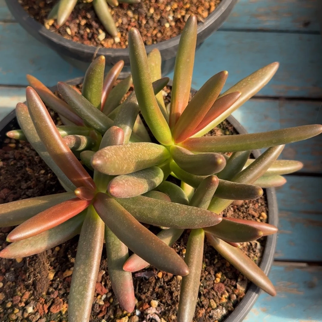 多肉植物一物一拍