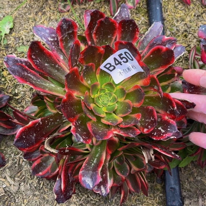 450水果糖多肉法师不包断枝