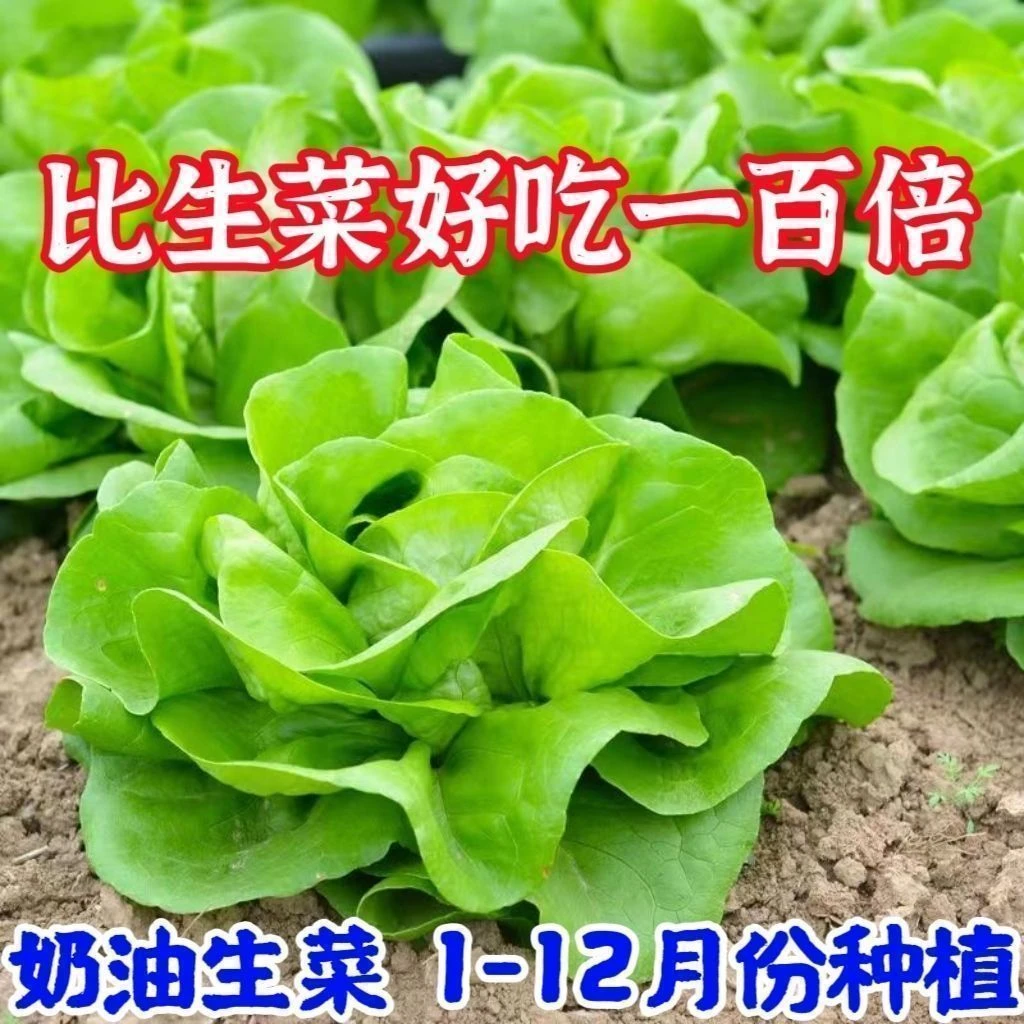 【全店满5包包邮】奶油生菜新鲜蔬菜叶菜类生菜生吃凉拌甜脆多汁