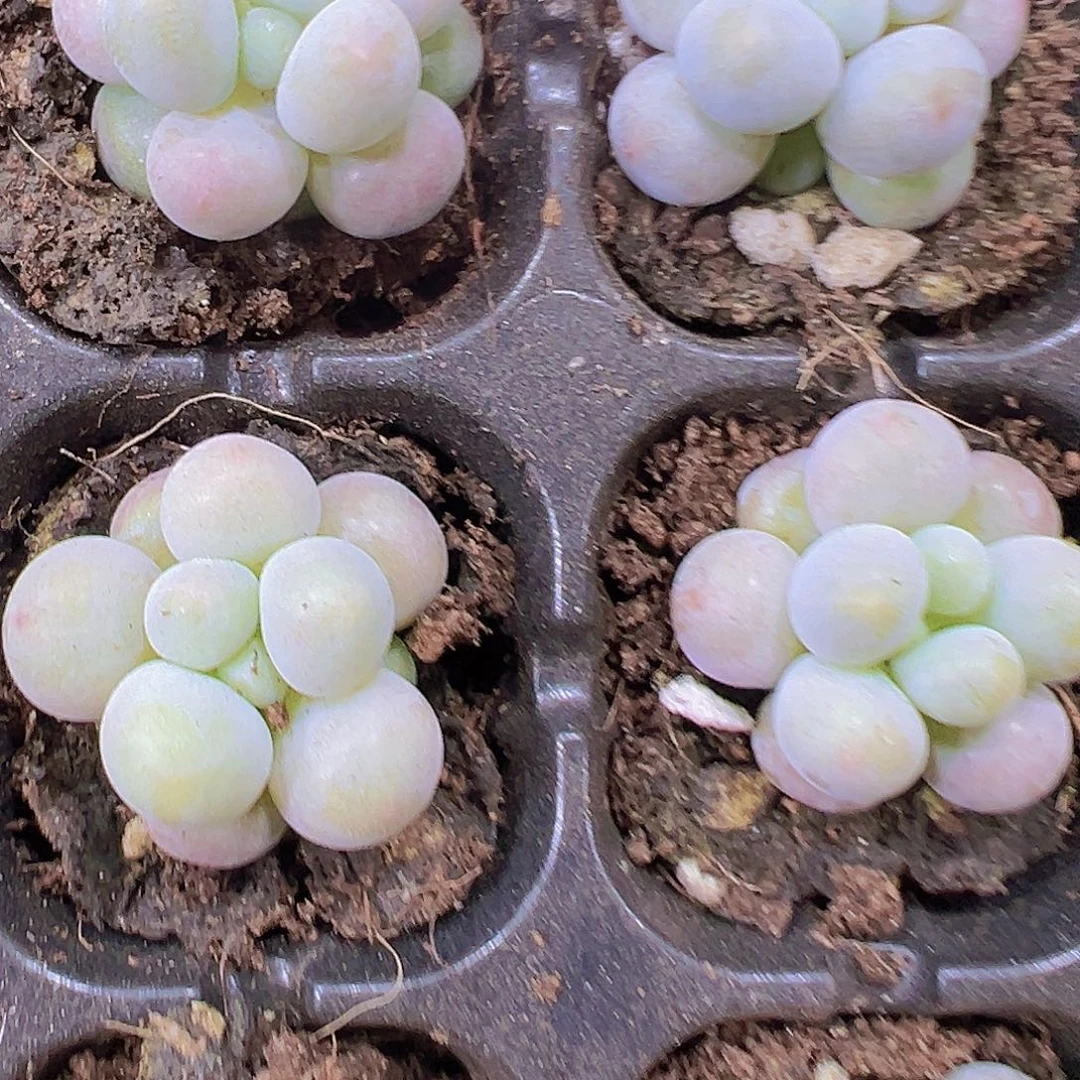 超圆汤圆5个19包邮