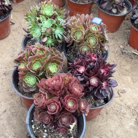 738多肉植物组合