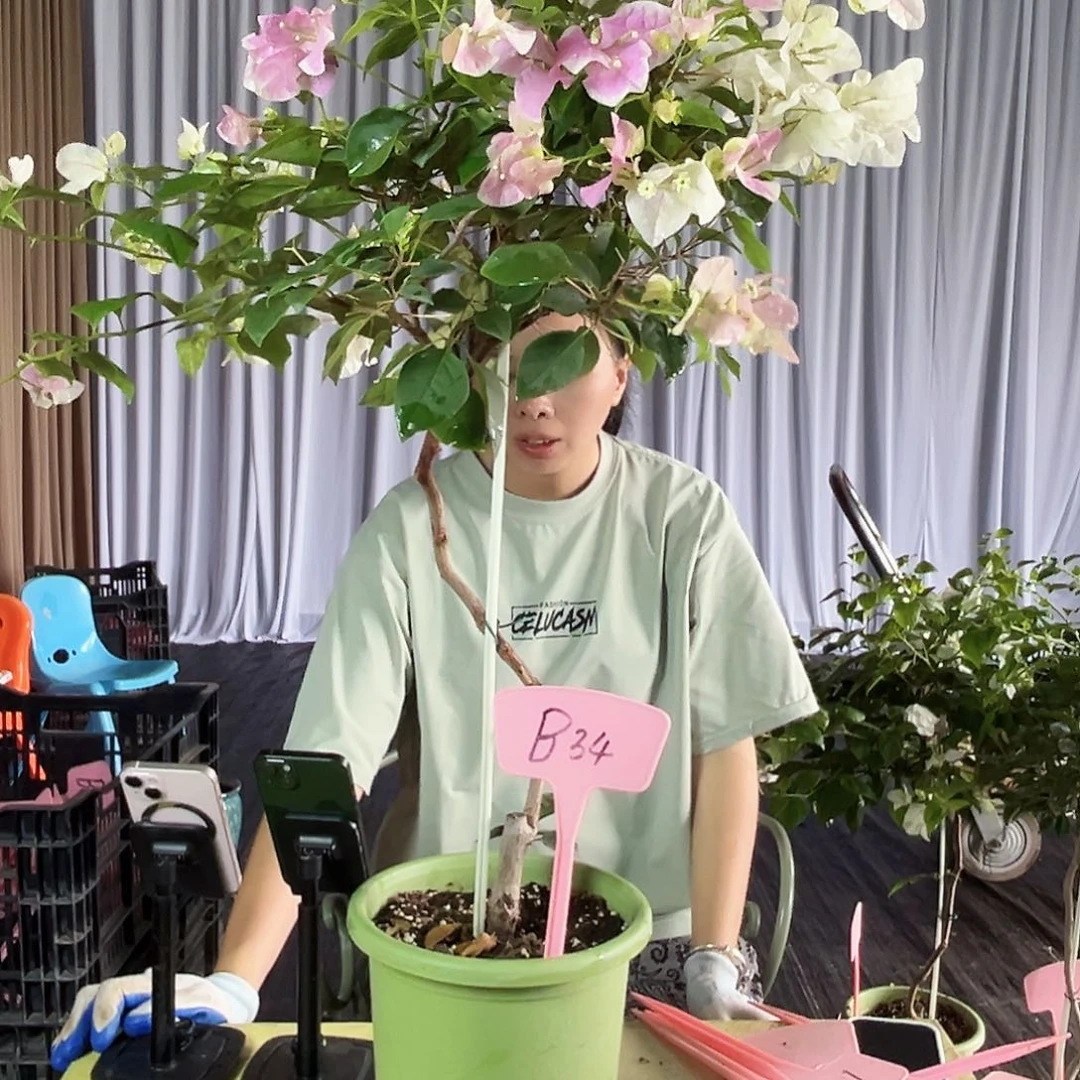 月***裳大部分花苞少量开放B34广红英