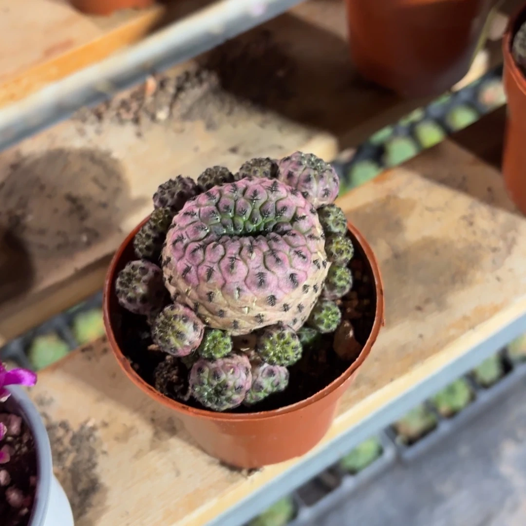 紫丽丸仙人球单头9㎝盆