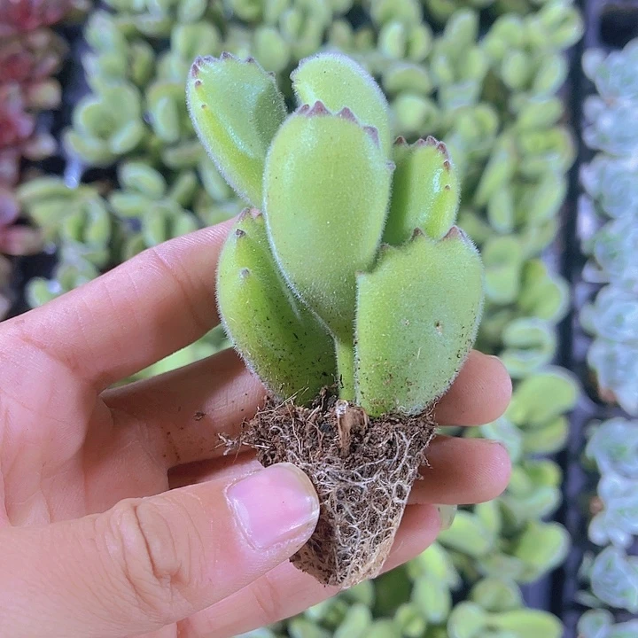 精品熊童子多肉植物