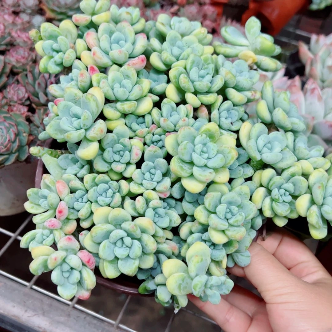 劳尔整装整群老桩