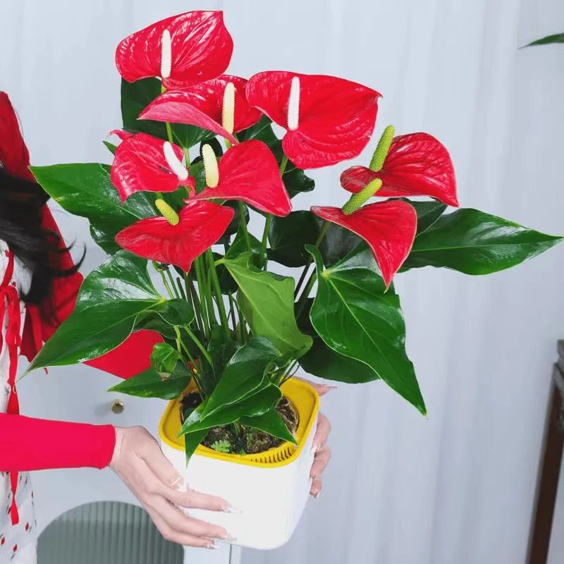 送花盆【4---6朵】红掌盆栽绿植室内植物女神花卉植物红叶净化空气