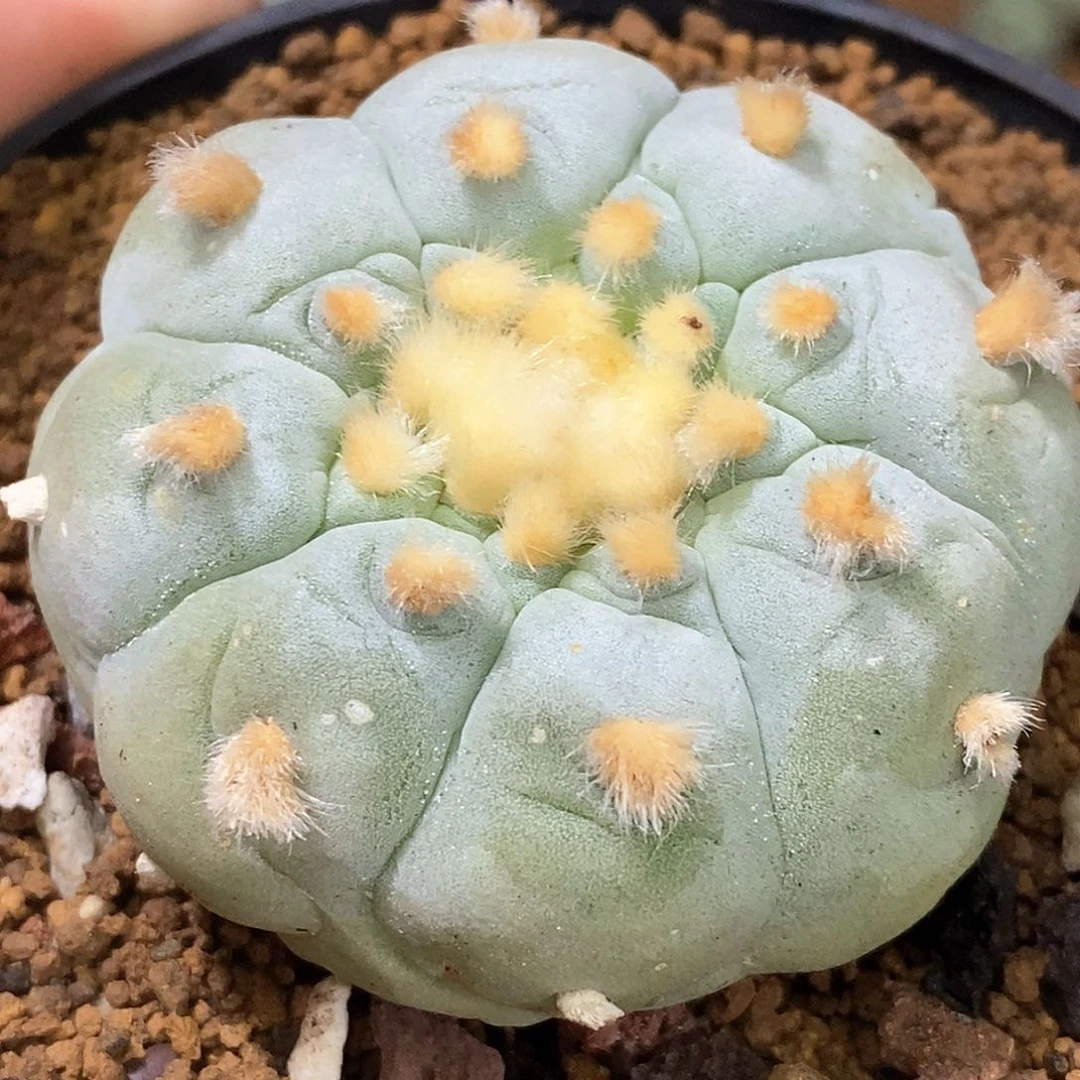 孤品实生特选株控养蓝白肌海鲜福利5.3cm