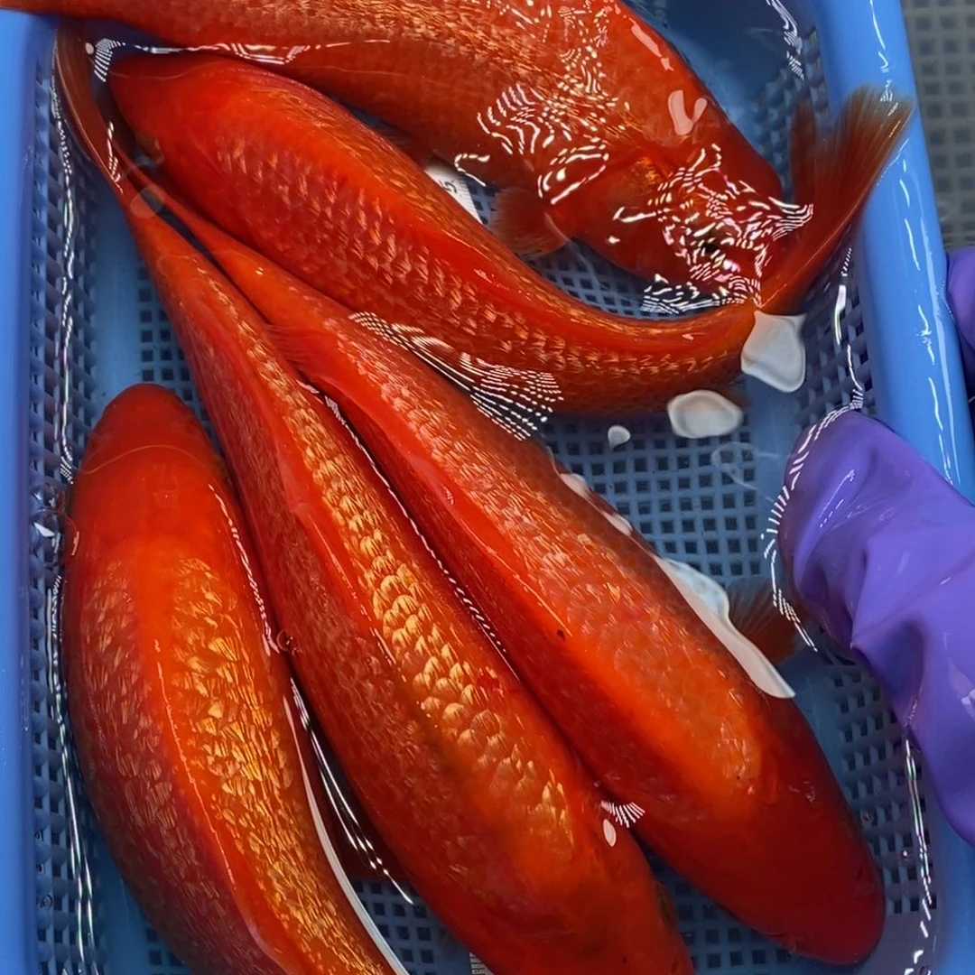 锦鲤冷水锦鲤包邮