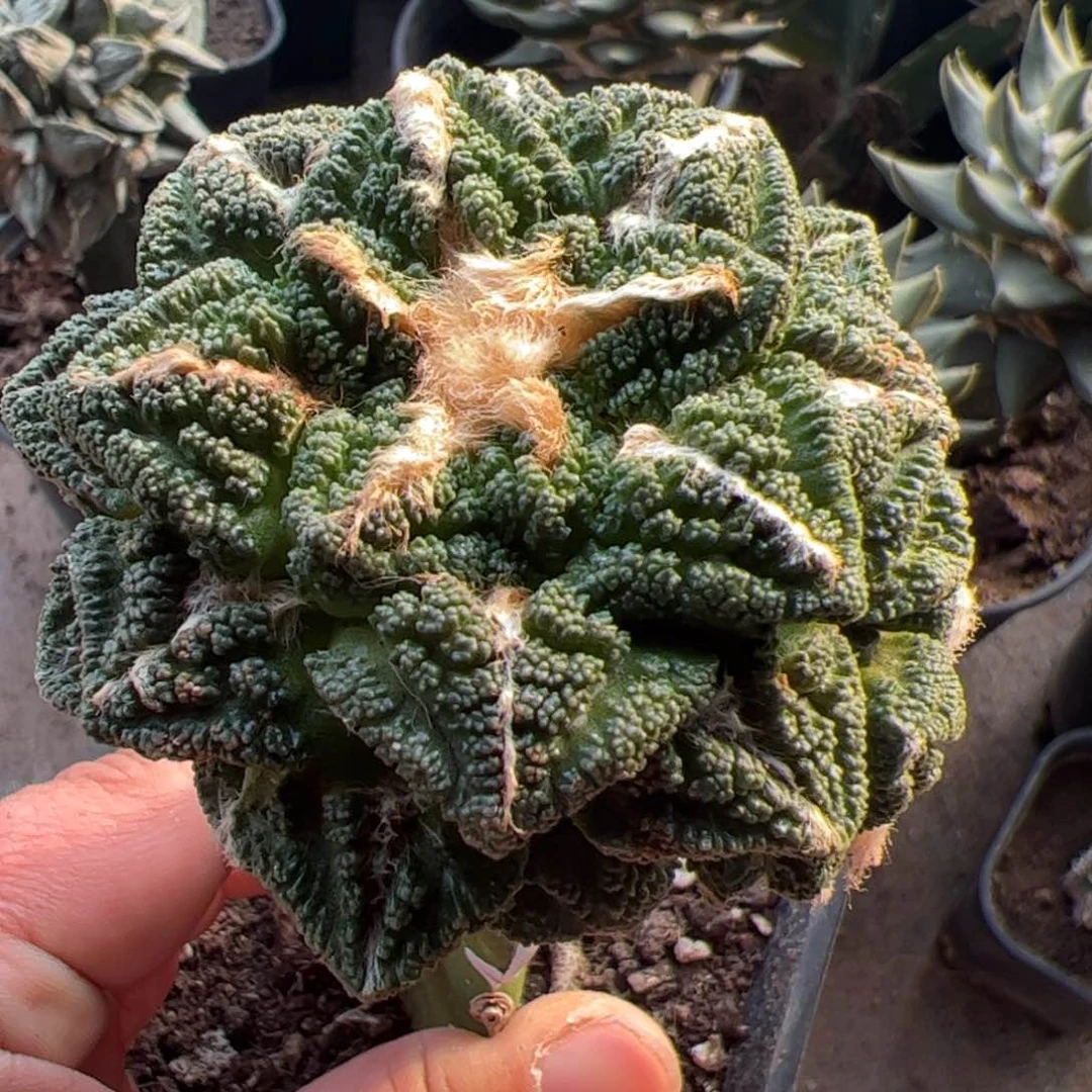 辛顿牡丹仙人球859