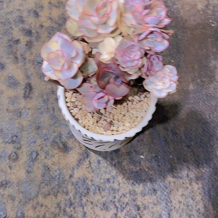 大***狮秀妍锦多肉植物老桩