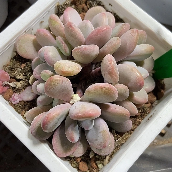 多肉植物粉兔3067