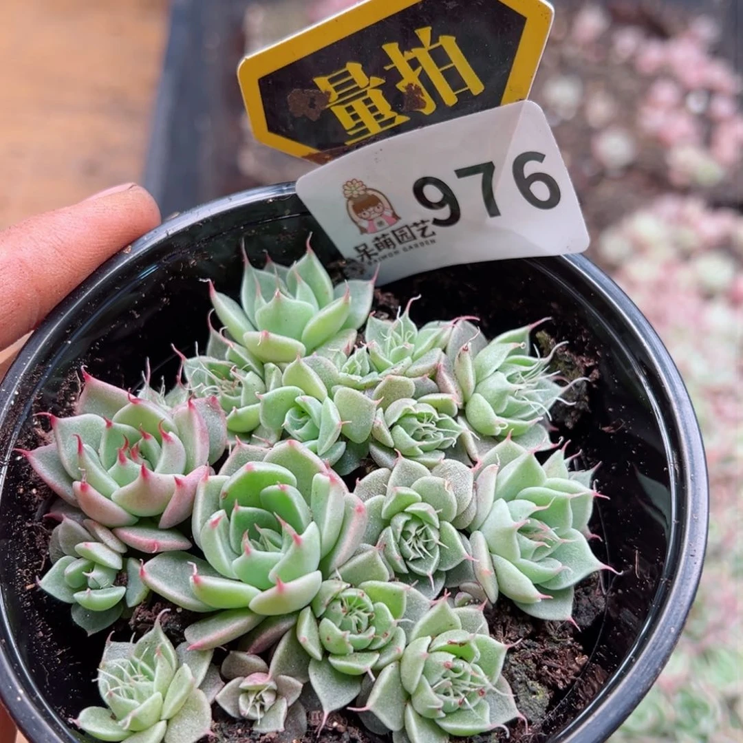 多肉植物多肉植物