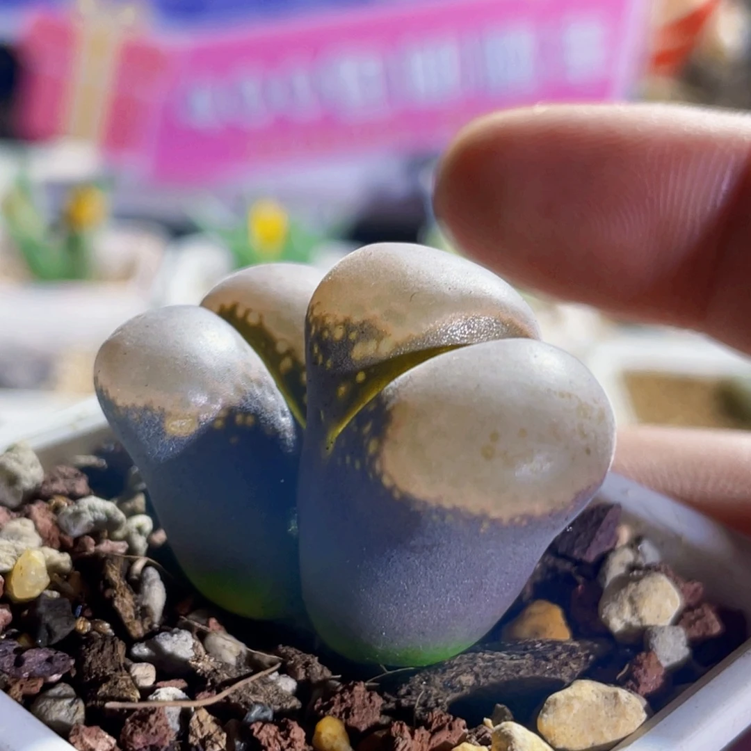 大型风铃玉双头植物一物一拍