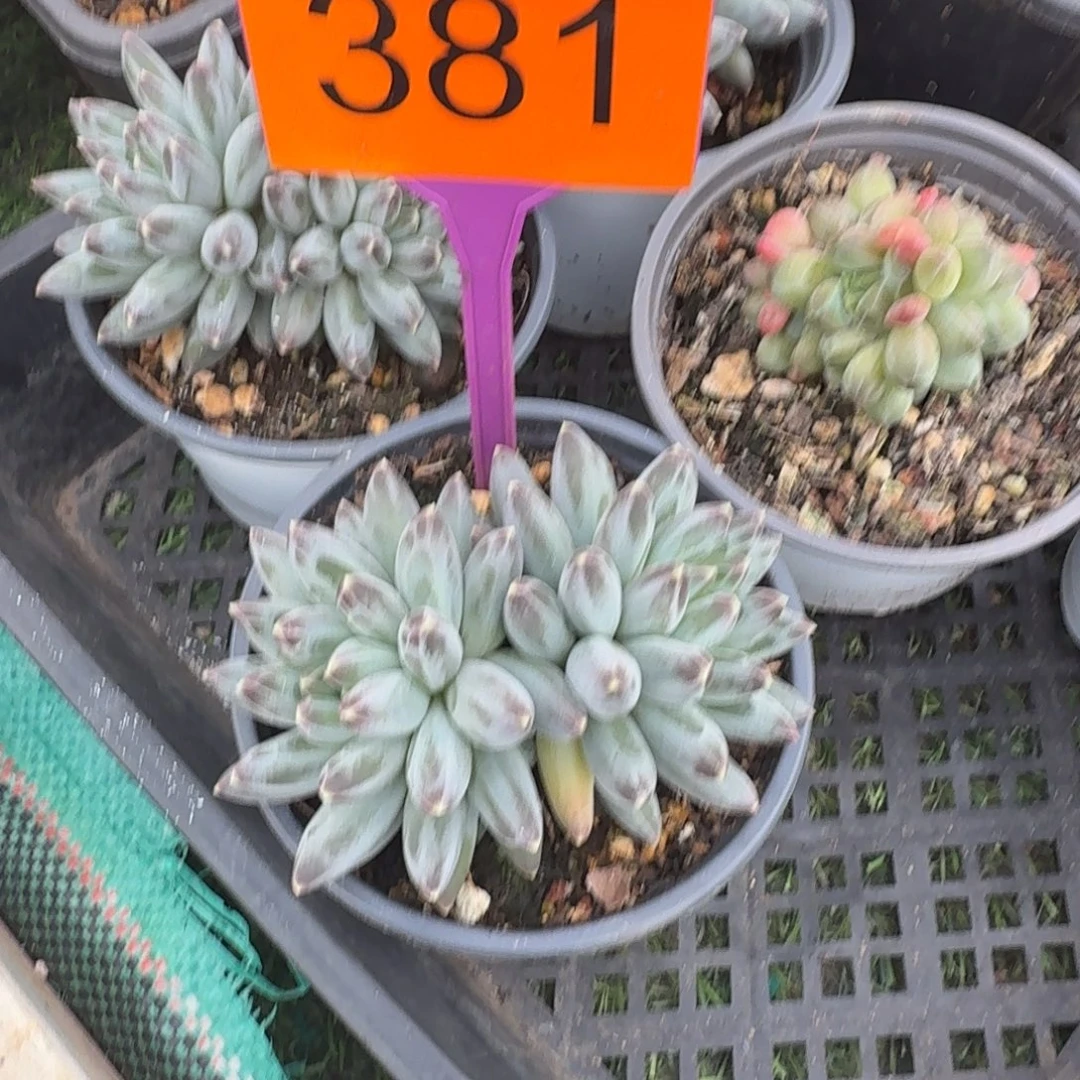 咕****多肉植物漂亮多肉381