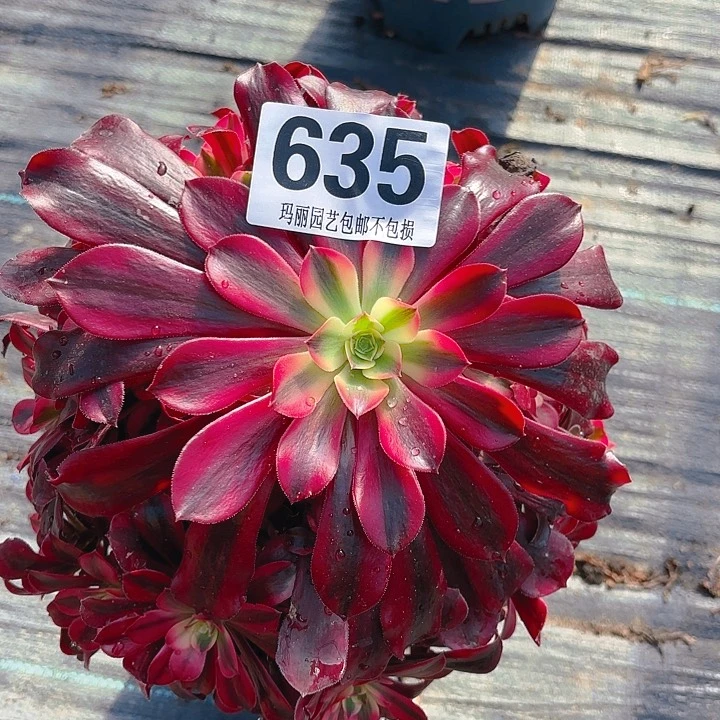 【闪购商品】柳**明635美杜莎2-10