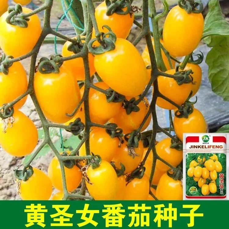 【厂家直销】黄圣女果种子红樱桃番茄西红柿种籽阳台花盆栽秋冬耐