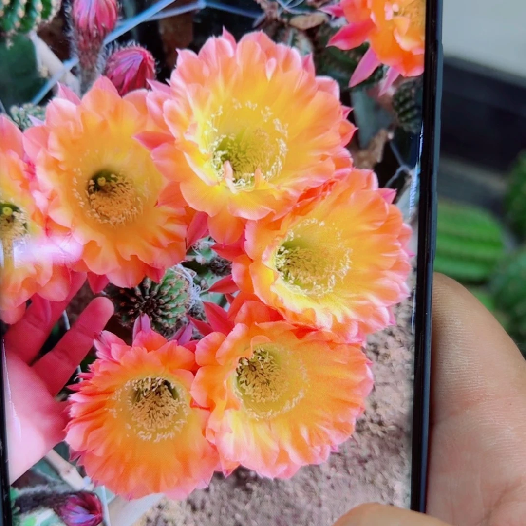 下107彩草97歪无根侧芽4公分左右20包邮