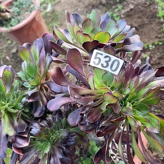 王***智多肉植物一个法师530