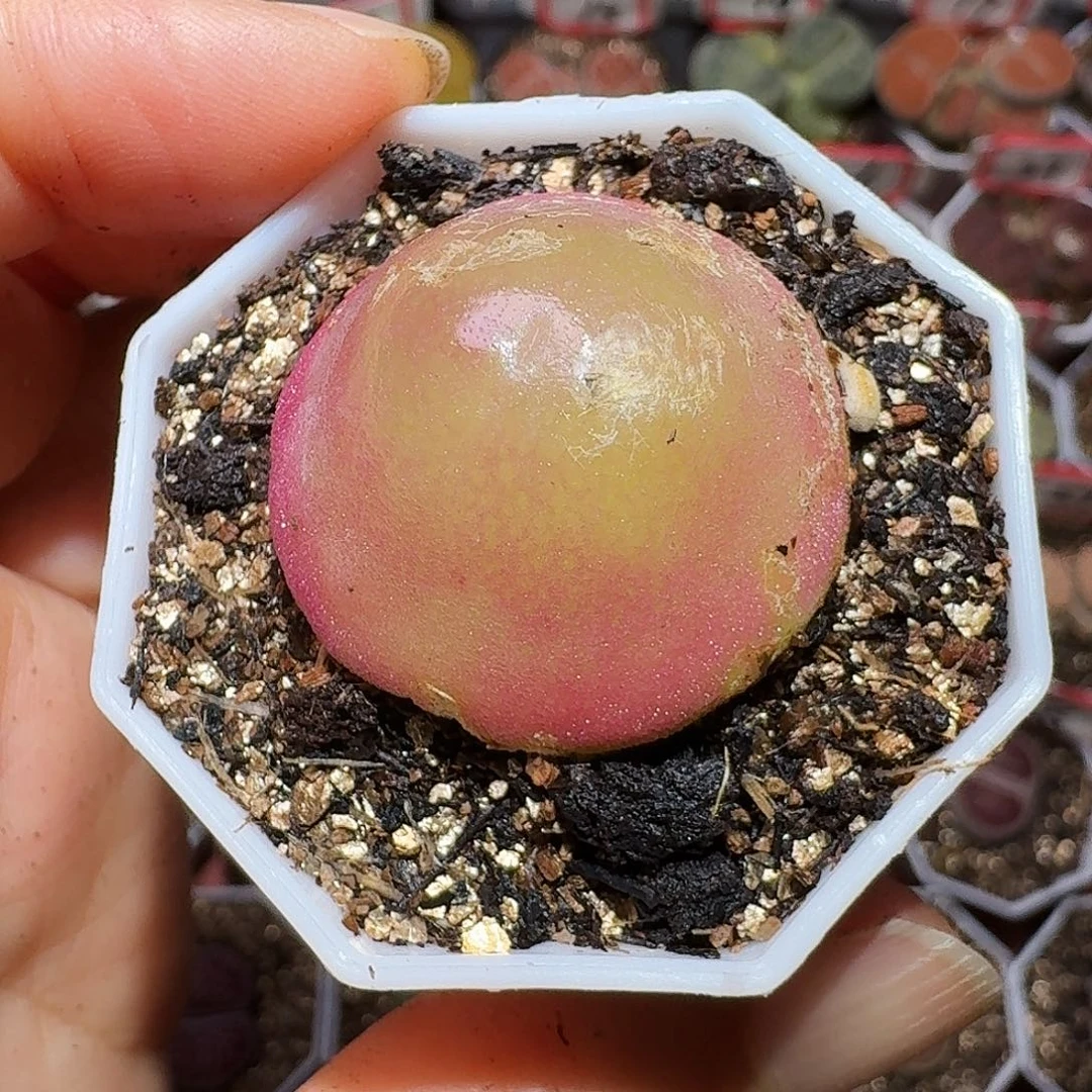 生石花23:：：。  16