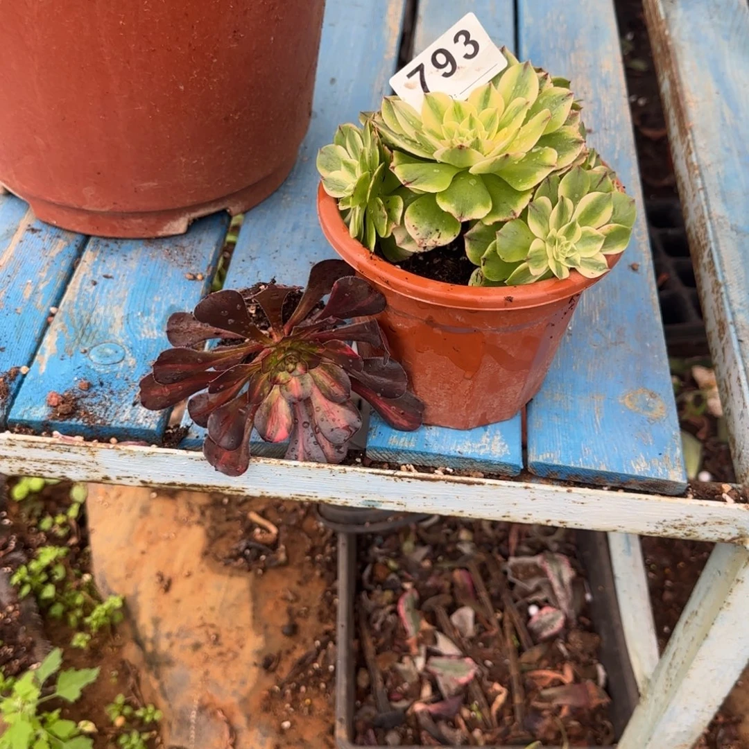 依***依两颗多肉植物0793