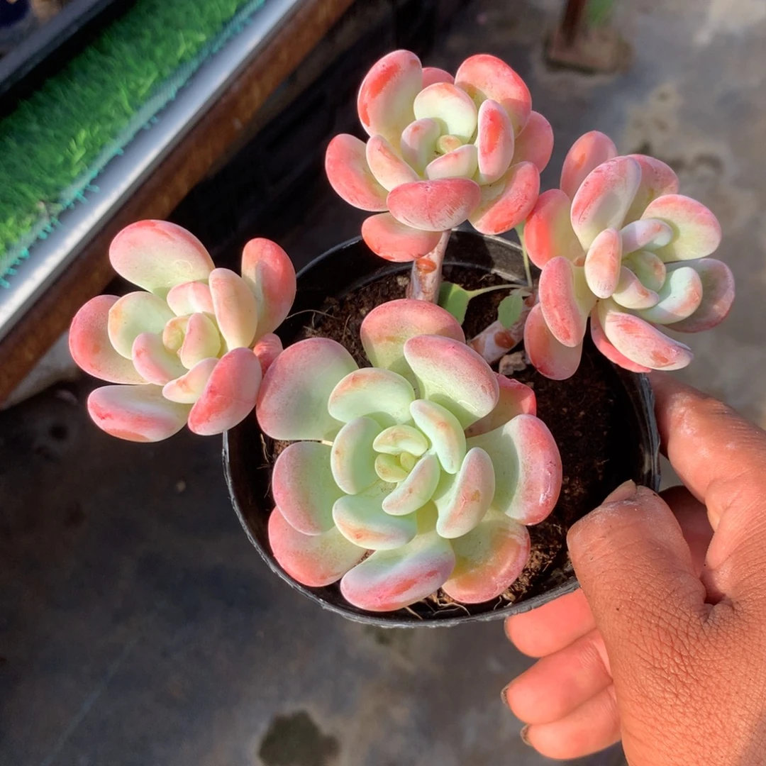 我们的产品也越来越难做到品质