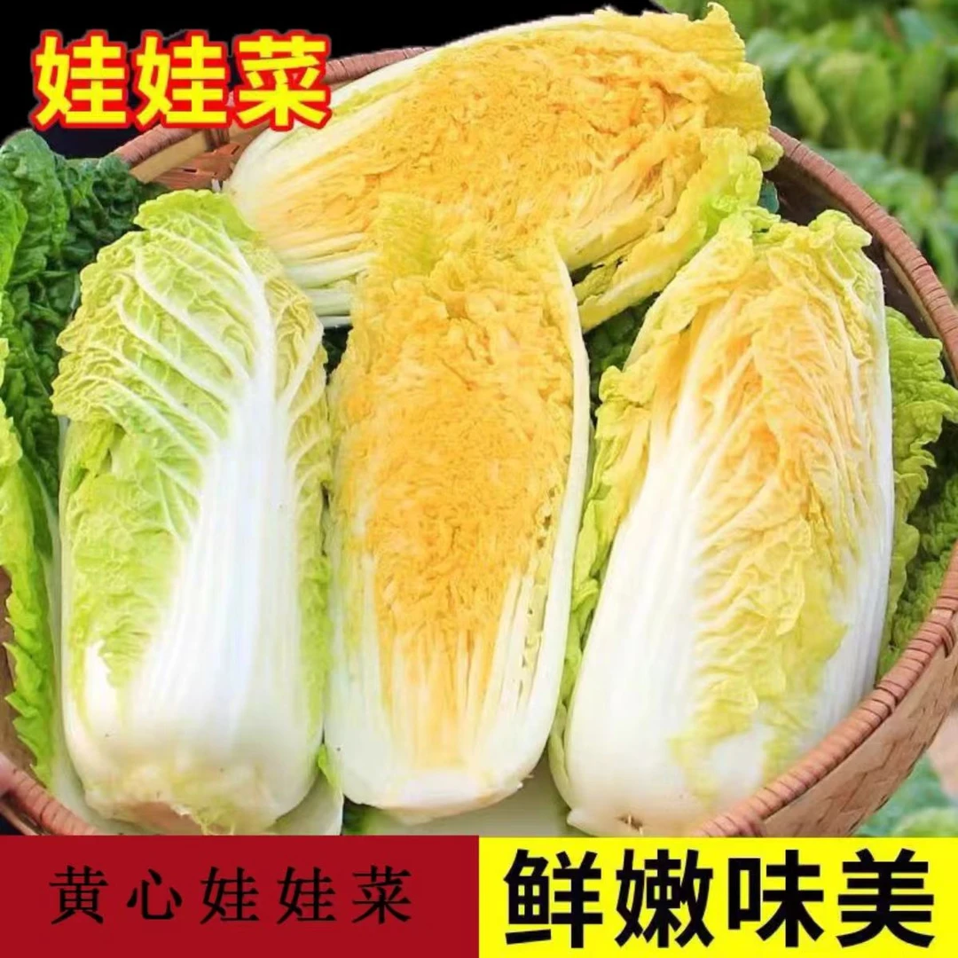 【助农专属】云南露天自种高山小娃娃菜黄心新鲜时令蔬菜火锅
