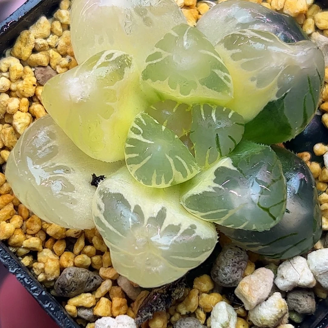 巨大化皓月新叶糊斑