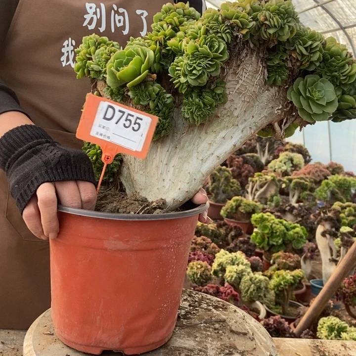 用***0D755绿羊绒绿羊绒绿羊绒