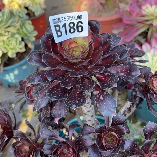 周*生多肉植物一个