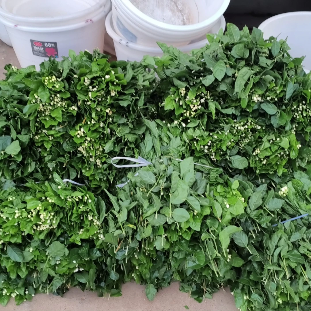 云南新鲜茉莉花|10把包邮新鲜现采偶尔存在病虫害介意勿拍