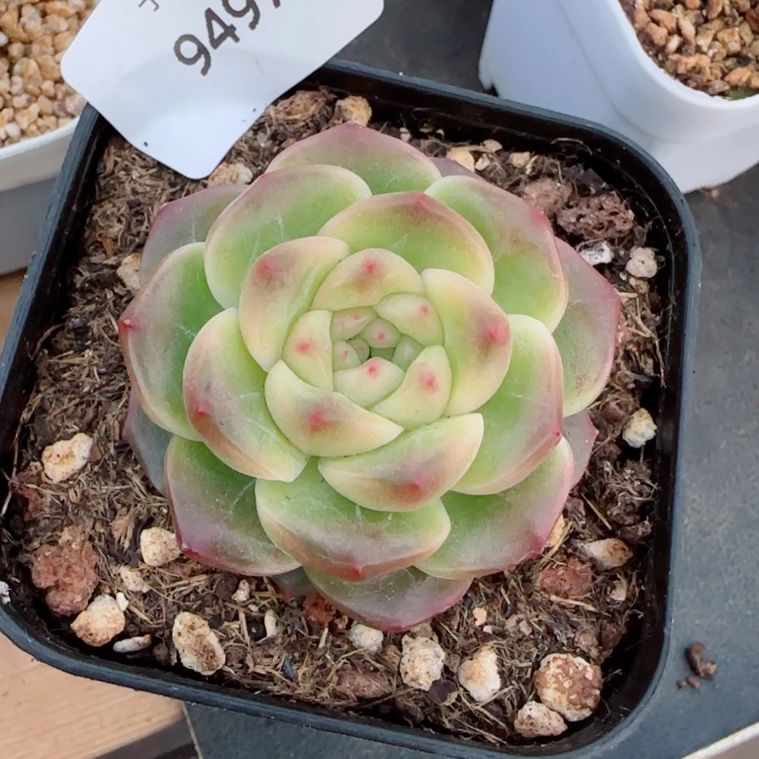 X7 ，9497多肉植物