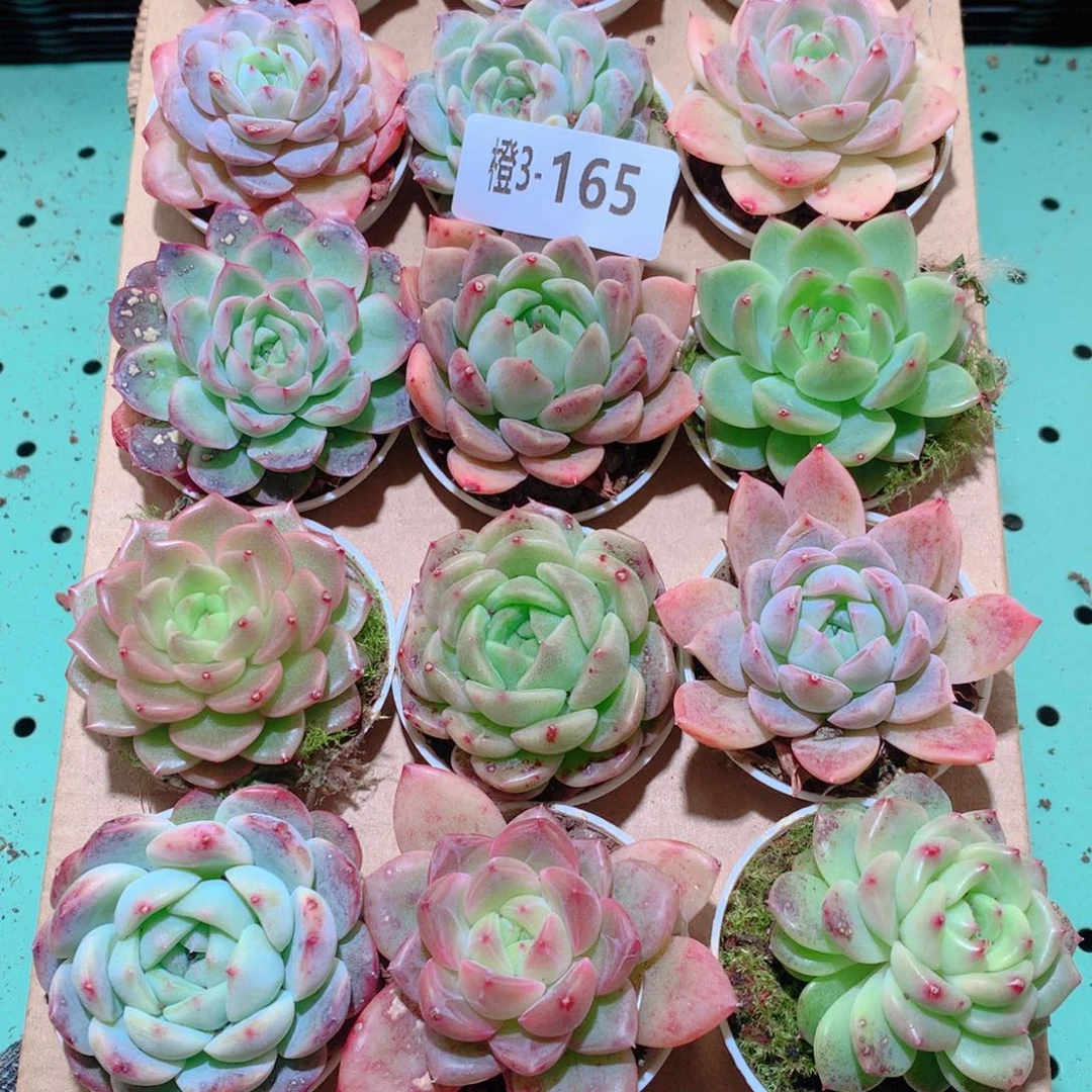 3-165一物一拍多肉带盆18颗