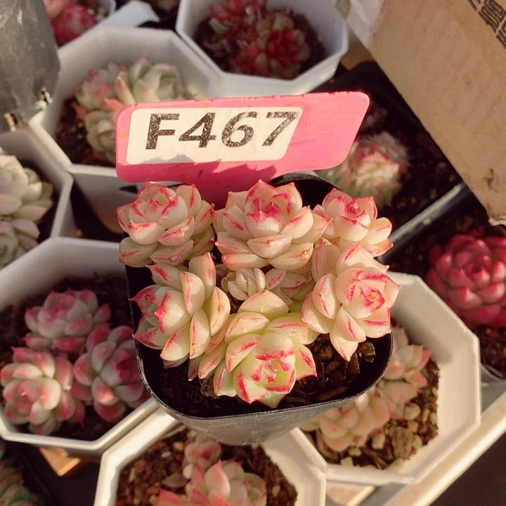 白**?麦秆6cm不包整群