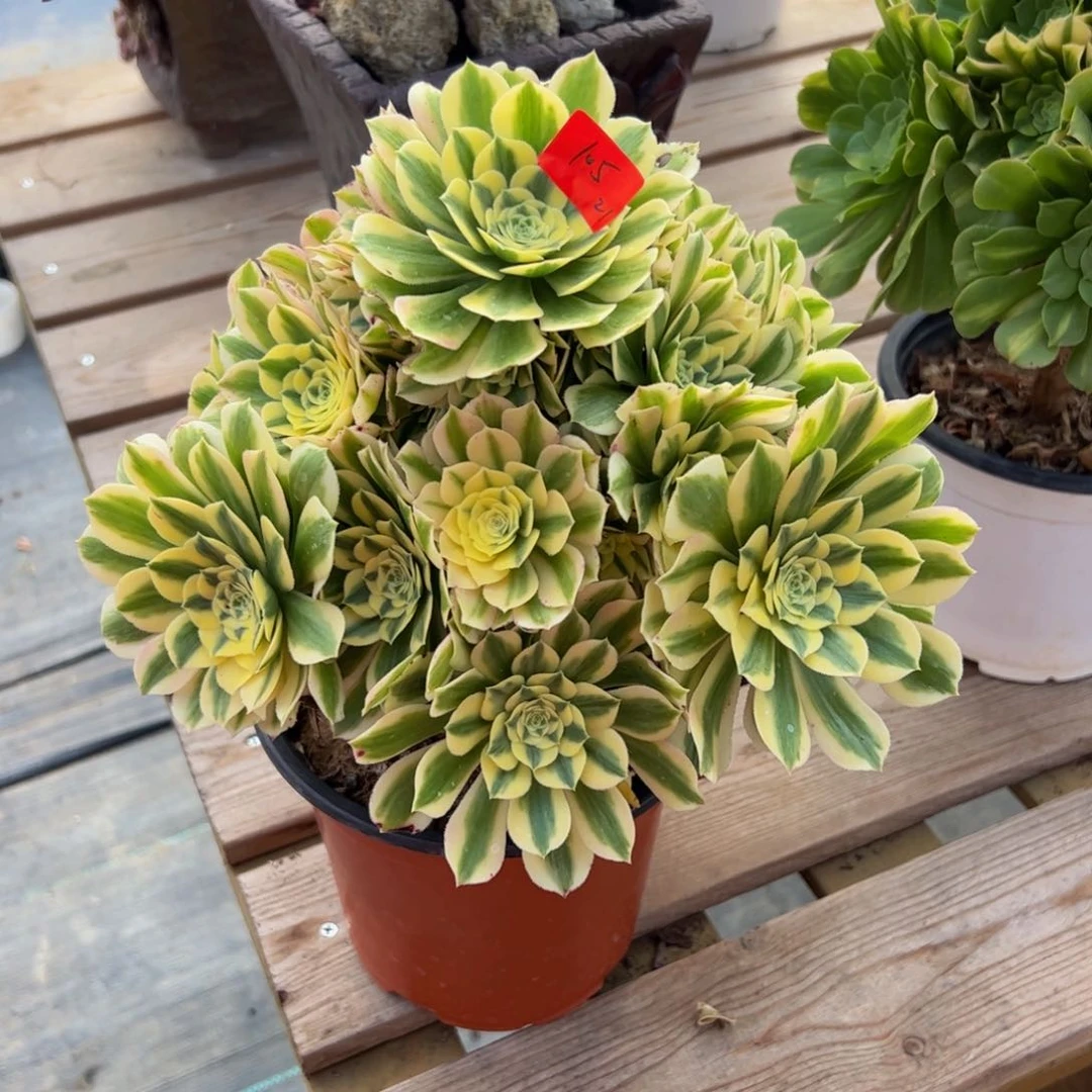 105炖肉植物发货迈巴赫