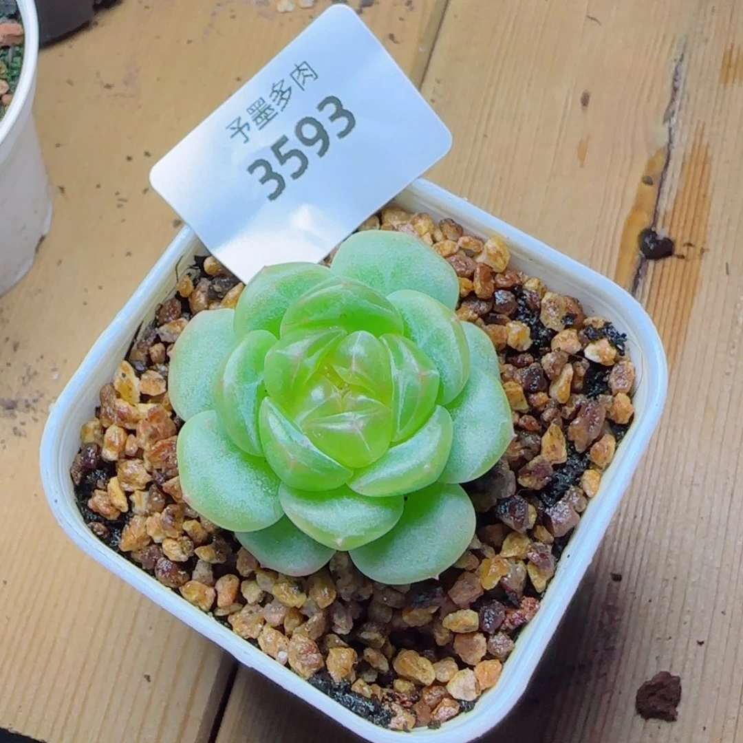 冰淇淋，3593多肉植物