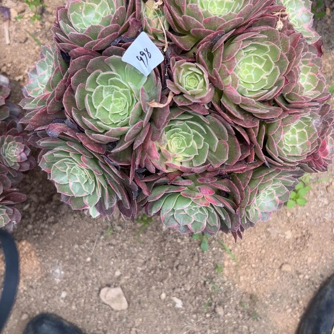 998万花筒多肉植物系