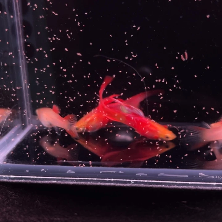 孔雀鱼红尾双剑2对