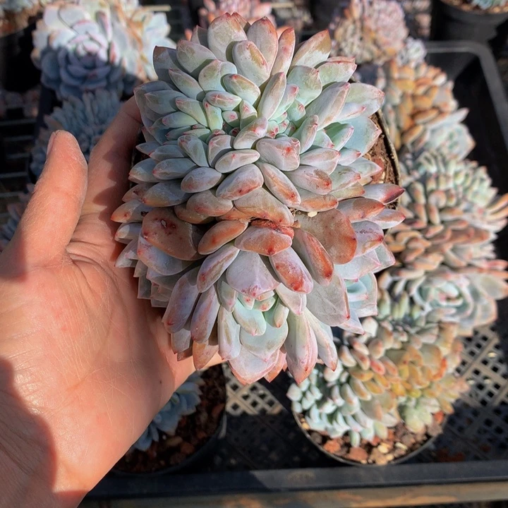 111524朵朵嗯嗯嗯嗯嗯好喜欢