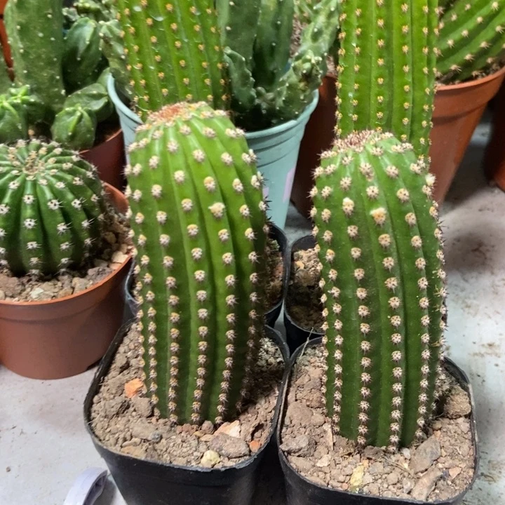 仙人球金一金四自根各一桌上