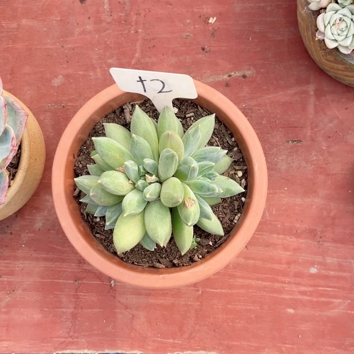 晨语多肉一物一拍+2