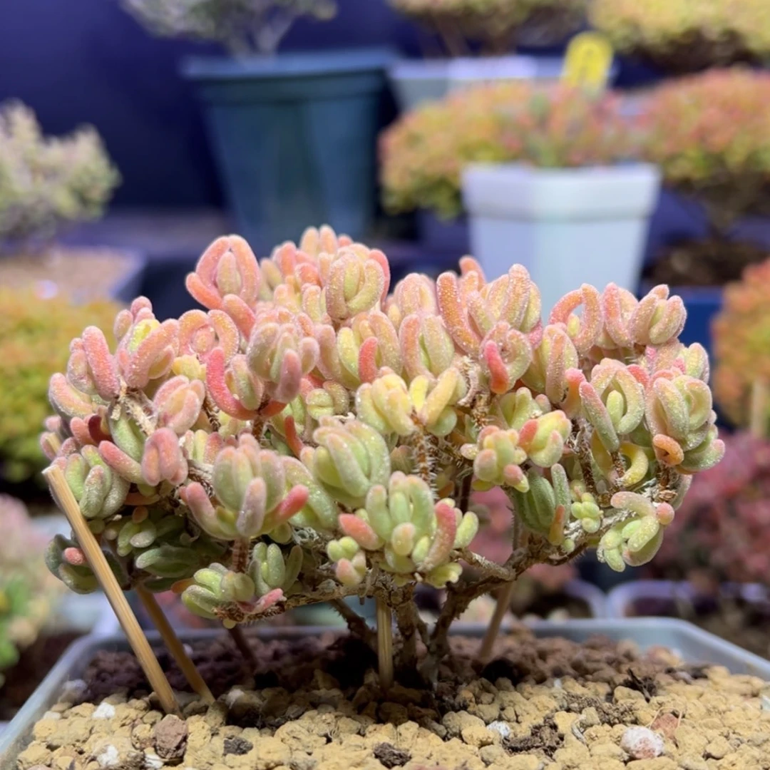 【闪购商品】笨*e200大老桩橙叶锦下播新粉福福价